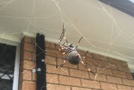Even though pest control services can be expensive it is worth it in the long term if you are able to minimize the potential damage to the first step when trying to do your own pest control is to identify exactly what type of pest you are dealing with. Mpl Training Centre Pest Control Courses Licence Assessment Pest Management Termite Training