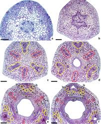 Image result for Mayaca baumii