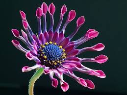 Pin On Flowers South America
