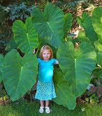 Black elephant ears are no different. Elephant Ears Jumbo 11 13 Bulbs Degroot