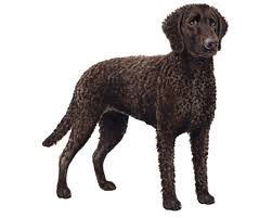 Image result for curly coated retrívr