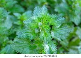 Image result for Urtica urens