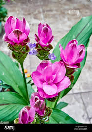 Image result for Pimpinella alismatifolia