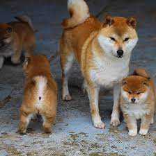 What A Beautiful Shiba Inu Family These Shiba Inu Puppies Are Too Cute For Words Shiba Inu Dog Shiba Inu Japanese Dogs