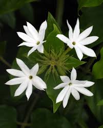 Image result for Jasminum dichotomum