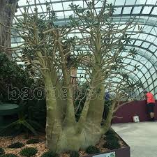 Image result for Dorstenia