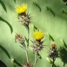 Image result for Centaurea melitensis