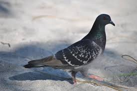 Pigeon Love Free Stock Photos Download 2 045 Free Stock Photos For Commercial Use Format Hd High Resolution Jpg Images Please, wait while your link is generating. pigeon love free stock photos download