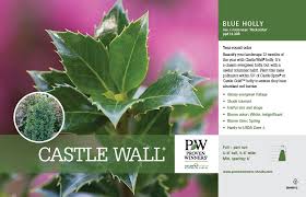 Castle Spire® Blue Holly | Plant Addicts