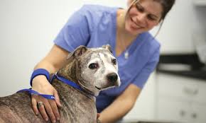These resources are generally intended for licensed veterinarians and veterinary nurses/technicians who. Continuing Education Clinician S Brief