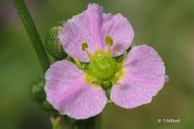 Image result for Plantago palmata