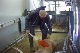 De melding werd om 11:01 via het p2000 netwerk verzonden naar de brandweer van ijsselstein, die met spoed ter plaatse is gegaan. Petitie Slachthuis Westfort Moet Per Direct Dicht Animals Today