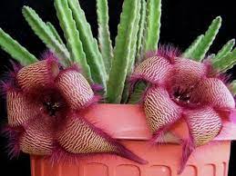 Lower the temperature to 50 to 55 °f until the buds form, then increase light, temperature, and humidity for the rest of the bloom. How To Grow And Care For Stapelia World Of Succulents Cactus Flower Unusual Plants Plants