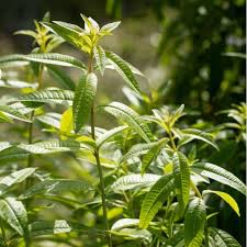 Verveine Citronnelle Verveine Citronnelle Citronelle