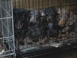 Find dachshund rescue dogs in the uk on petlist, search 1000's of dogs in your local area. 101 Dachshunds Recovered After Illegal Dog Breeding Crackdown The Independent The Independent