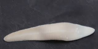 Bandwurm — bandwurm, der, ist ein gegliedertes schmarotzerthier, in verschiedenen arten vorkommend, hat seinen wohnsitz immer in einem wirbelthiere. Parasit Treibt Sein Opfer Samt Dessen Artgenossen In Den Tod Natur Derstandard At Wissenschaft