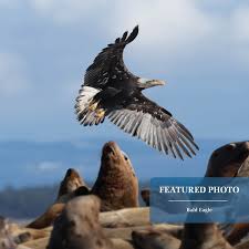 🌟 Photo of the Month! Darren Hebert captured this amazing Bald Eagle  soaring over a pod of seals. Nature's power and beauty