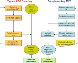 When you need a pest control company in charleston, sc, you can rely on low country pest specialists to provide you with the quality service. Conifer Somatic Embryogenesis And Multi Varietal Forestry Springerlink