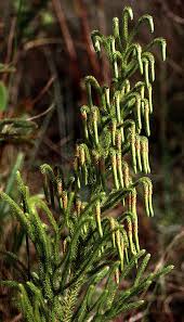 Image result for Lycopodiella cernua