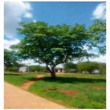 Image result for Swertia brownii