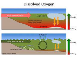 Dead Zone Formation Photosynthesis Diagram Photosynthesis Dissolved Oxygen