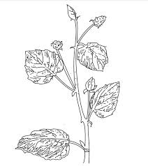 Image result for Psoralea