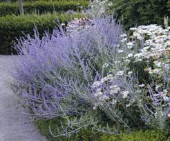 russian sage 俄羅斯鼠尾草袁晓辉rita 藍色的花blue flowers plants flowers vegetation