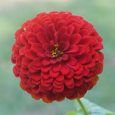 They attract hummingbirds, butterflies and beneficial insects. Parks Picks Deep Red Zinnia Seeds
