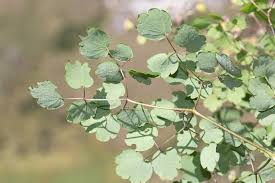 Image result for Thalictrum rhynchocarpum
