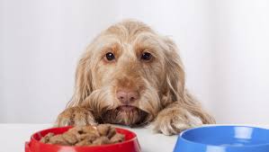 Check spelling or type a new query. 4 Dog Food Companies Issue Recall Over Salmonella Fears