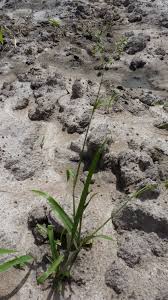 Image result for Murdannia simplex