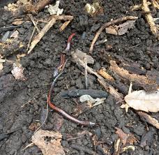 How do eggshells help in getting rid of lizards? Found A Lot Of Salamanders In Backyard How Do I Make Sure They Have A Good Home Herpetology