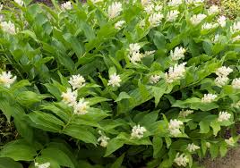 Image result for Secamone racemosa