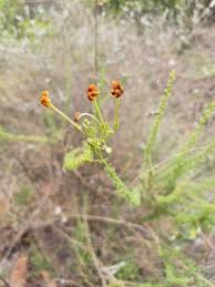 Image result for Jamesbrittenia burkeana