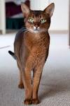 Abyssinian For Sale - Hoobly Classifieds