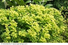 Image result for Berula thunbergii