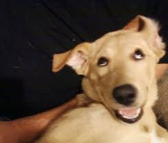 「犬笑顔」の画像検索結果