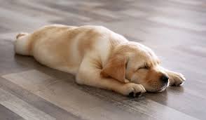 How much should a 10 week old puppy sleep? How Much Do Puppies Sleep The Puppy Sleep Calculator All Things Dogs