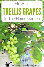 How To Trellis Grapes At Home Easy Grapevine Vertical Growing Guide Grape Plant Grape Trellis Growing Vegetables