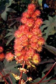 Zu dem gleichnamigen riechstoffverbreiter siehe wunder baum. Botanikus Rizinus
