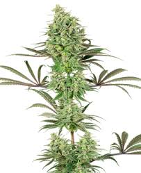 Cookie og is a hybrid strain containing a mixture of both, indica and sativa varieties. Girl Scout Cookies Feminized White Label Sensi Seeds