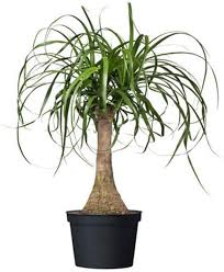 It may be deadly toxic, or it could simply cause an upset stomach. Ponytail Palm Tree Care How To Grow Maintain Ponytail Palm Tree Indoors Apartment Therapy