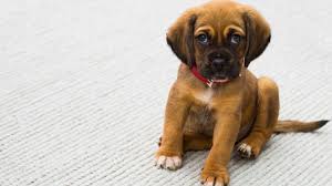 Check spelling or type a new query. How To Take Care Of A Puppy Complete Guide Barking Royalty
