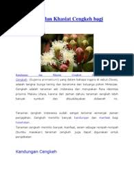 Cengkeh atau cengkih merupakan tanaman asli maluku, yg saat ini budidaya cengkeh telah tersebar ke seluruh dunia. Kandungan Dan Khasiat Cengkeh Bagi Kesehatan