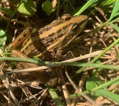 Image result for Allophylus pseudopaniculatus