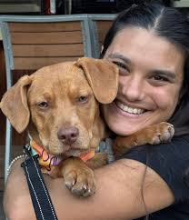 Lab mix puppy needs a family