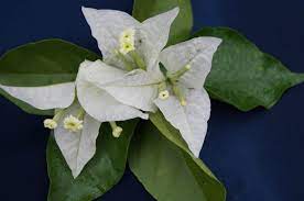 We did not find results for: Bougainvillea Singapore White Buy Bougainvilleas Online Westdale Nursery
