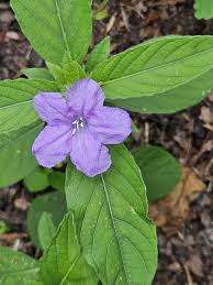 Image result for Ruellia cordata
