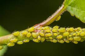 Maybe you would like to learn more about one of these? Aphids Natural Insect Pest Control Harvest To Table