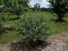 Image result for Priva curtisiae